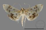 ǦW:Crambidae sp.