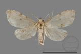 ǦW:Lithosiinae sp.