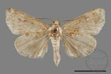 ǦW:Noctuidae sp.