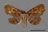 ǦW:Eutrogia morosa