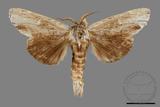 ǦW:Tensha striatella