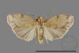 ǦW:Lithosiinae sp.