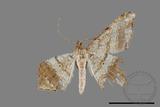 ǦW:Chiasmia emersaria