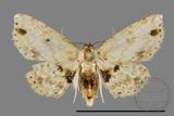 ǦW:Noctuidae sp.