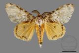 ǦW:Lymantria mathura subpallida