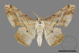 ǦW:Gonodontis pallida