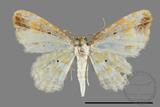 ǦW:Acolutha pulchella semifluva