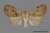 ǦW:Carea trimacula