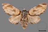 ǦW:Neopheosia fasciata fasciata