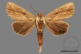 ǦW:Ramesa albistriga