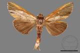 ǦW:Tensha striatella