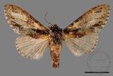 ǦW:Metriaeschra apatela elegans