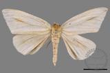 ǦW:Torigea formosana