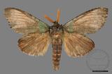 ǦW:Netria viridescens continentalis