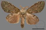 ǦW:Syntypistis viridipicta