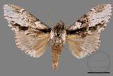 ǦW:Metriaeschra apatela elegans