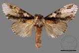 ǦW:Metriaeschra apatela elegans