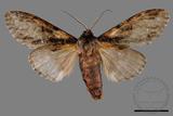 ǦW:Metriaeschra apatela elegans