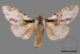 ǦW:Metriaeschra apatela elegans