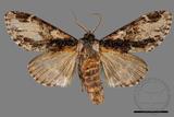 ǦW:Metriaeschra apatela elegans