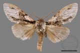 ǦW:Metriaeschra apatela elegans