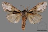 ǦW:Metriaeschra apatela elegans