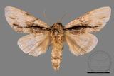 ǦW:Metriaeschra apatela elegans