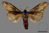 ǦW:Metriaeschra apatela elegans