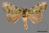 ǦW:Somera viridifusca viridifusca