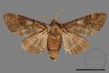 ǦW:Notodonta griseotincta