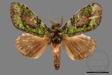 ǦW:Somera viridifusca viridifusca