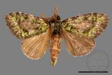 ǦW:Somera viridifusca viridifusca