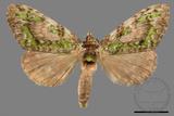 ǦW:Somera viridifusca viridifusca