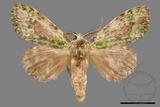 ǦW:Somera viridifusca viridifusca