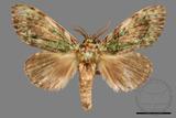 ǦW:Somera viridifusca viridifusca