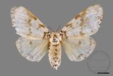ǦW:Lymantria mathura subpallida