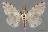 ǦW:Lymantria concolor concolor