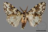 ǦW:Lymantria concolor concolor