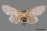 ǦW:Cnethodonta grisescens baibarana