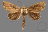 ǦW:Ramesa albistriga