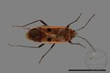 ǦW:Physopelta quadriguttata