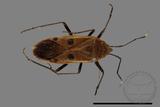 ǦW:Physopelta quadriguttata