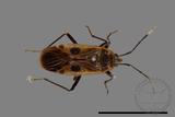 ǦW:Physopelta parviceps