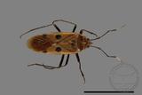 ǦW:Physopelta quadriguttata