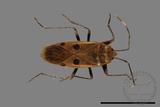 ǦW:Physopelta quadriguttata