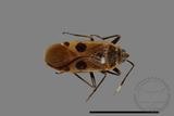 ǦW:Physopelta parviceps