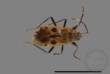 ǦW:Physopelta quadriguttata