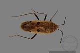 ǦW:Physopelta quadriguttata