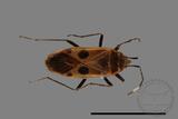 ǦW:Physopelta parviceps