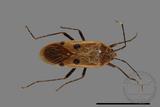 ǦW:Physopelta quadriguttata